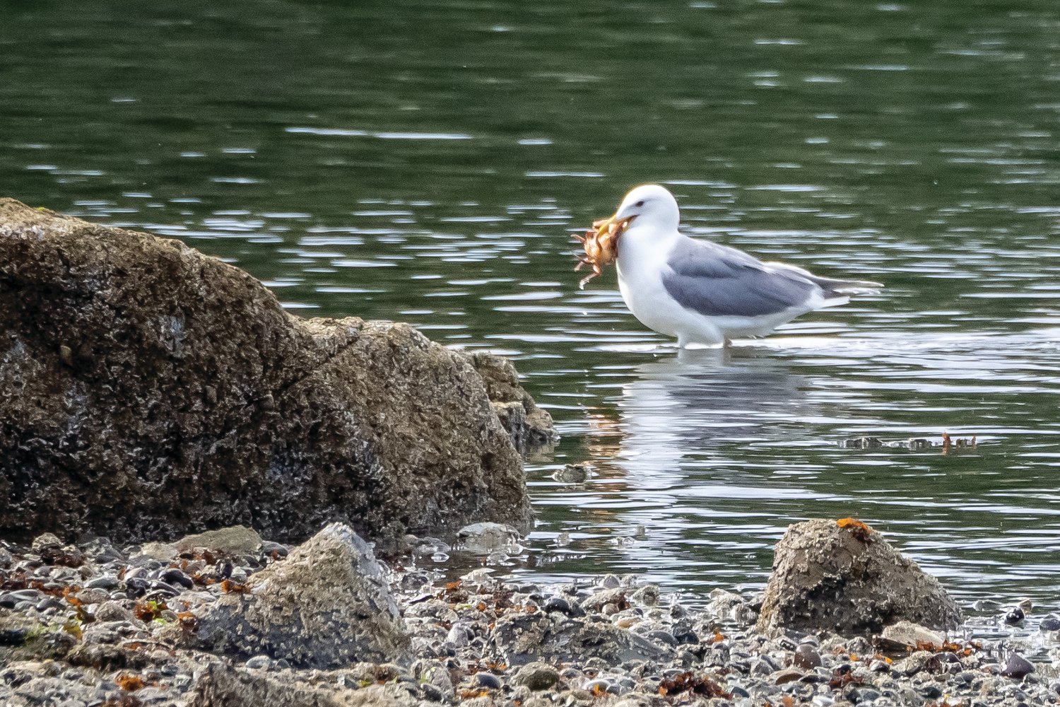 A happy gull dines on crab for breakfast at Oak Bay.